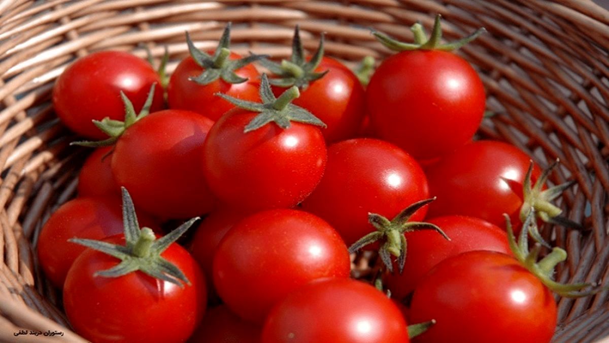گوجه فرنگی واریس را درمان می‌کند