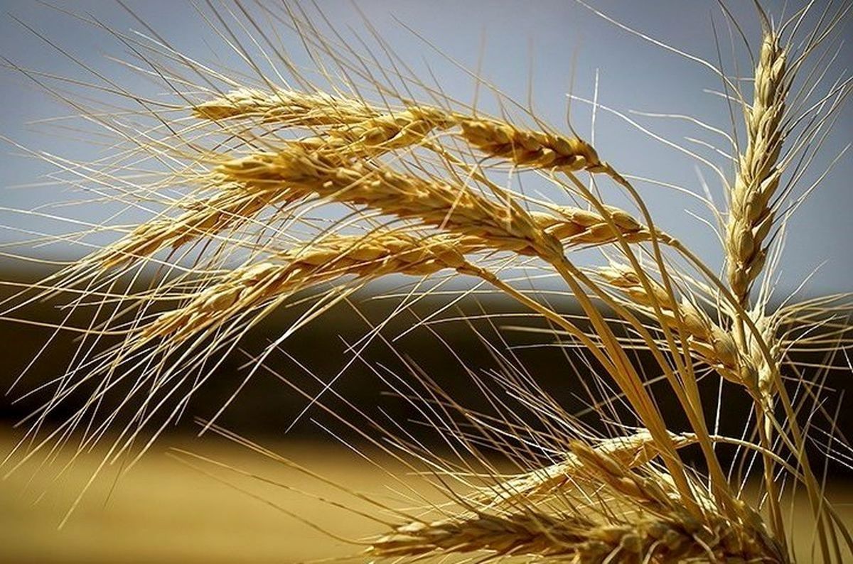 ماجرای ناباروری گندمهای ایرانی چیست؟